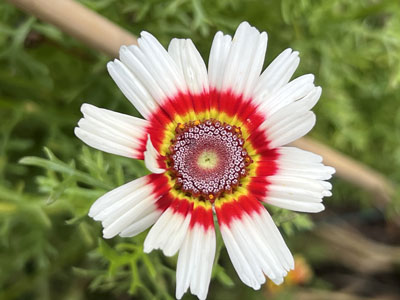 Bild einer Wucherblume