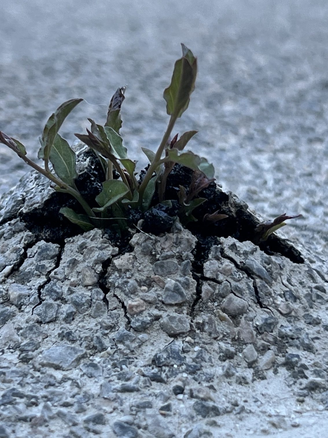 Asphalt wird von einer Pflanze durchdrungen