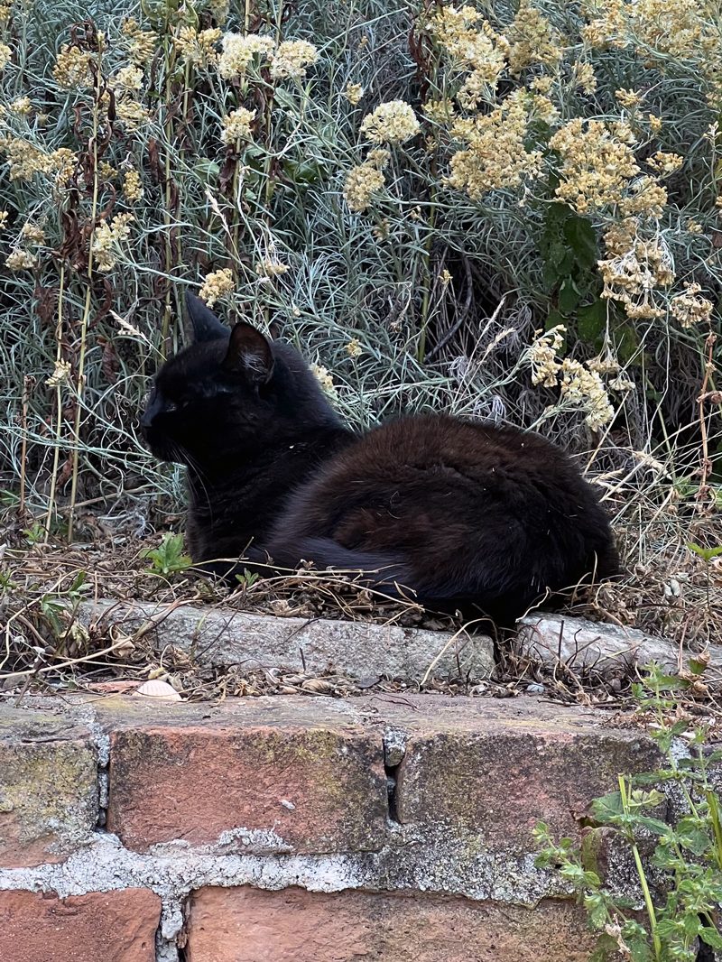 Schwarze Katz im Garten liegend