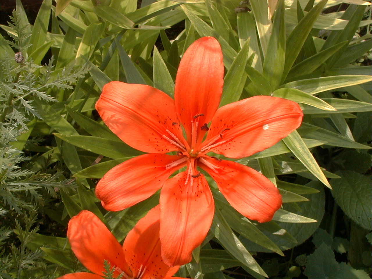 Foto: Blume